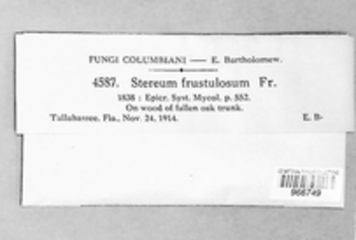 Xylobolus frustulatus image